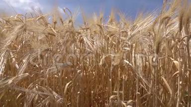 天然成熟的<strong>金色麦穗</strong>或黑麦在蓝天的背景下。 有机收获概念。 慢速运动，全高清